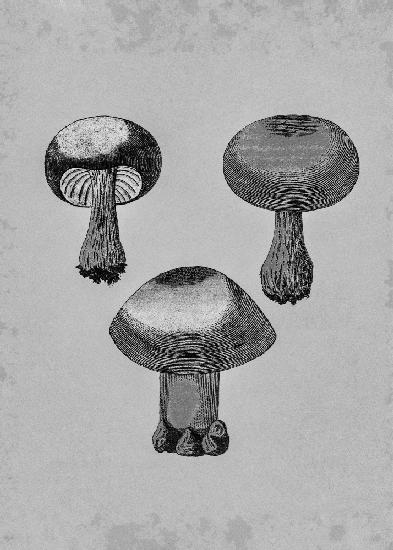 Violet Webcap Mushroom