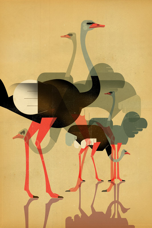 Ostriches from Dieter Braun