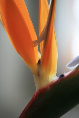 Stelizie orange Paradiesvogelblume from Brita Stein