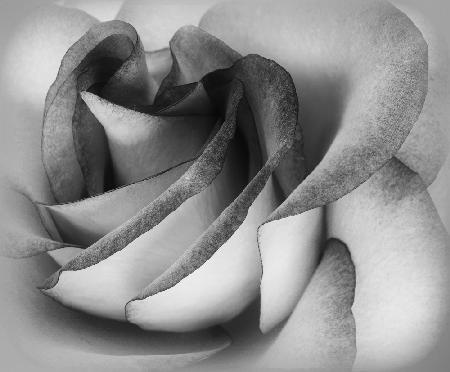 Shades of a Rose
