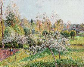 Blühende Apfelbäume in Eragny