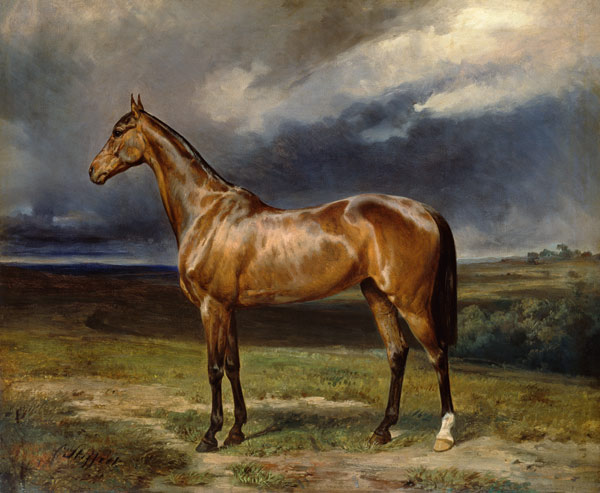 'Abdul Medschid' the chestnut arab horse from Carl Constantin Steffeck
