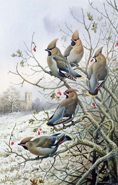 Waxwings  from Carl  Donner