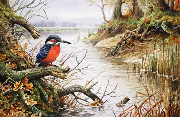 Kingfisher (w/c)  from Carl  Donner