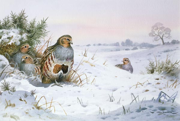 Grey Partridge (w/c)  from Carl  Donner