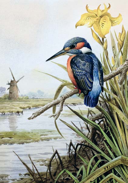 Kingfisher with Flag Iris and Windmill  from Carl  Donner