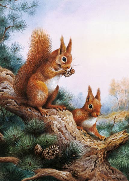 Pair of Red Squirrels on a Scottish Pine  from Carl  Donner