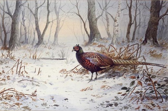 Pheasants in Snow (w/c)  from Carl  Donner
