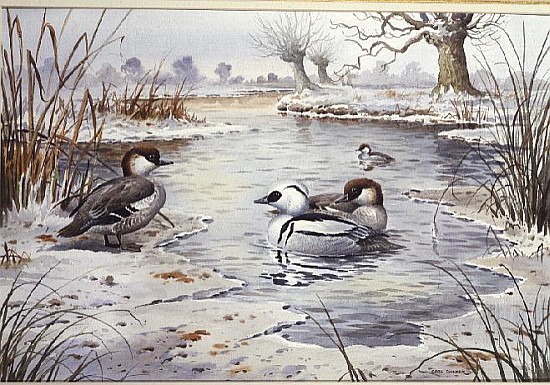 Smew (w/c)  from Carl  Donner