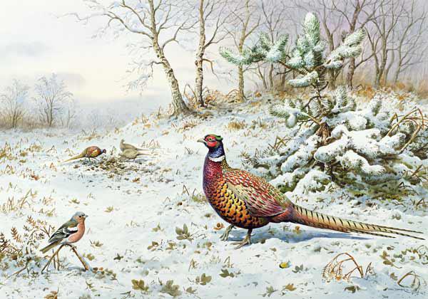 Cock Pheasant and Chaffinch 