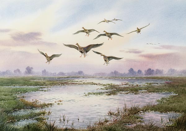 White-Fronted Geese Alighting  from Carl  Donner