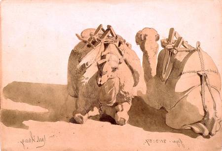 Study of camels from Carl Haag