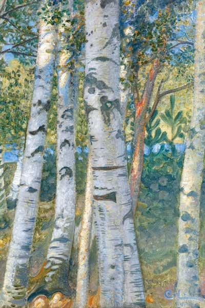 Birch trunks 1910