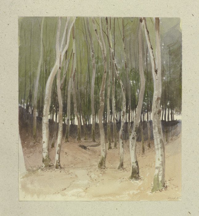 Birch forest from Carl Theodor Reiffenstein