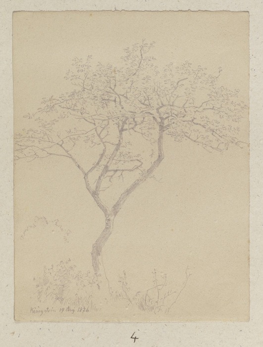 Junger Baum bei Königstein from Carl Theodor Reiffenstein