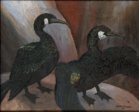 Green Cormorants
