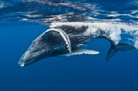 Humpback whale calf,  Reunion Island