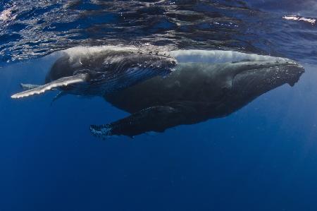 Humpback Whales, Reunion Island