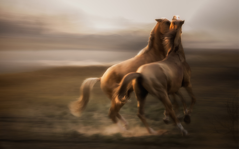 Stallion Rivalry... from Charlaine Gerber