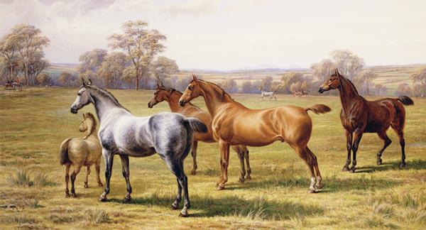 Horses and Foal in a Field