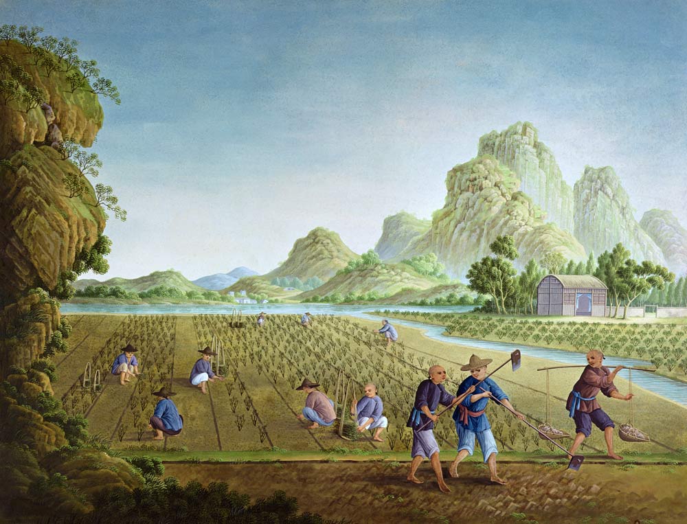 Rice cultivation in China, transplanting plants (colour litho) from Chinese School, (18th century)