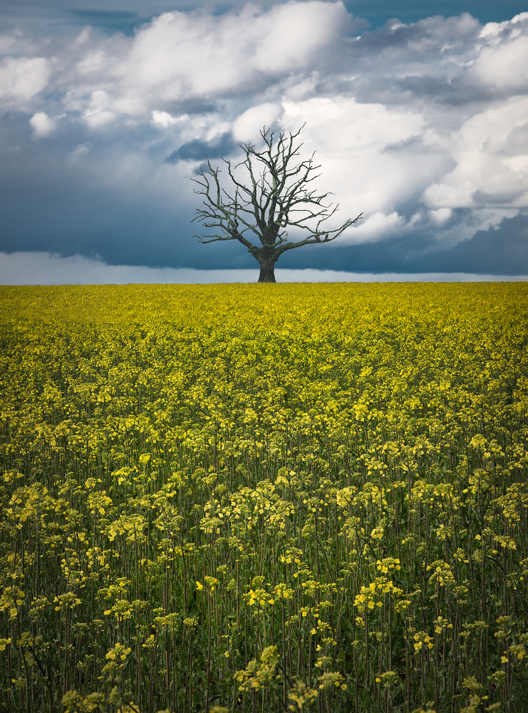 Oaktree on canolafield from Christian Lindsten