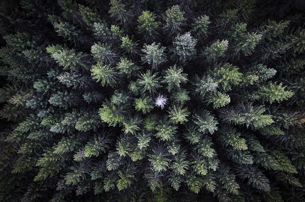 Dead tree surrounded by alive trees, drone photo. from Christian Lindsten