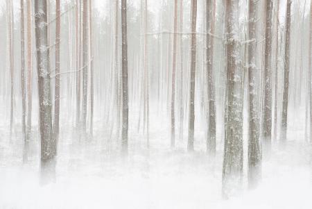 Winterforest in Sweden