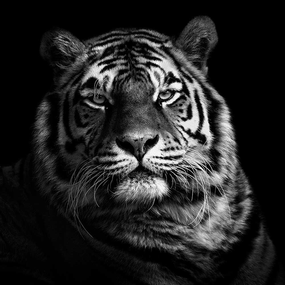 Tiger from Christian Meermann