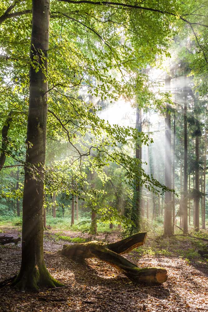 Sunbeams after the rain in the Taunus beech forests from Christian Müringer