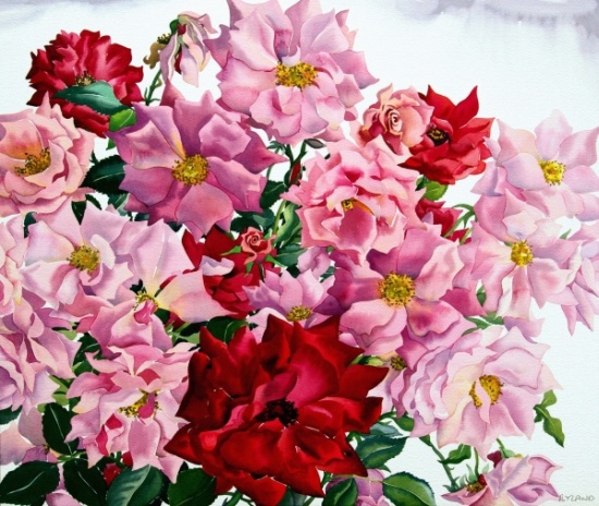 Red and Pink Roses from Christopher  Ryland