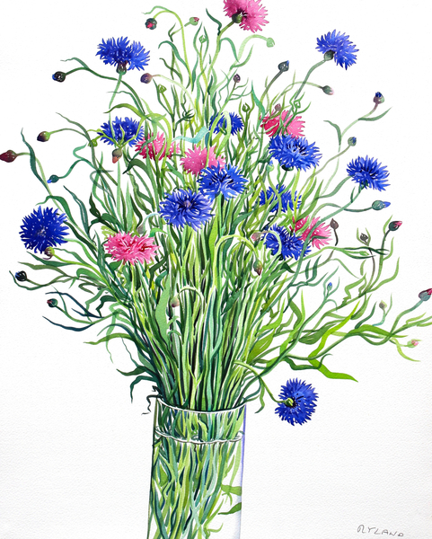 Cornflowers from Christopher  Ryland