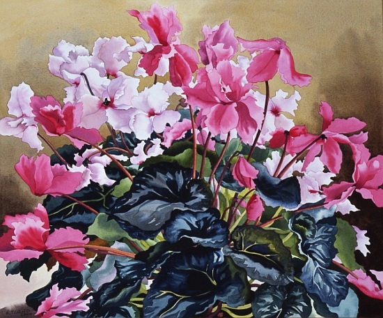 Cyclamen from Christopher  Ryland