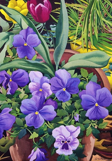 Flowerpots with Pansies from Christopher  Ryland