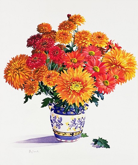 October Chrysanthemums (w/c on paper)  from Christopher  Ryland
