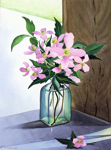 Still Life Pink Clematis from Christopher  Ryland