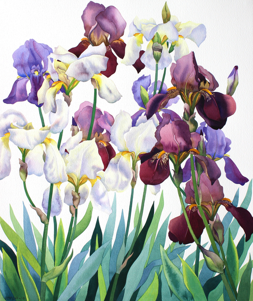 White and Purple Irises from Christopher  Ryland