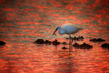 Sunset and egret