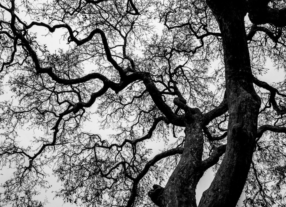 Abstract Tree Branches from Claudi Lourens