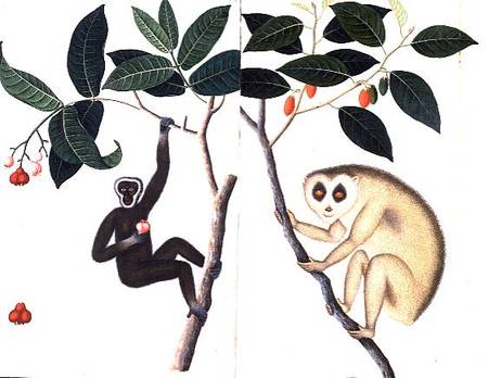 Study of Two Monkeys Hanging from a Branch from Company School