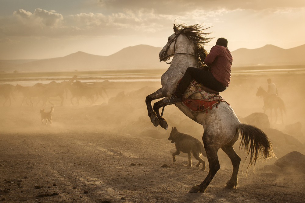 Dealing with wild horses of Cappadocia from Dan Mirica