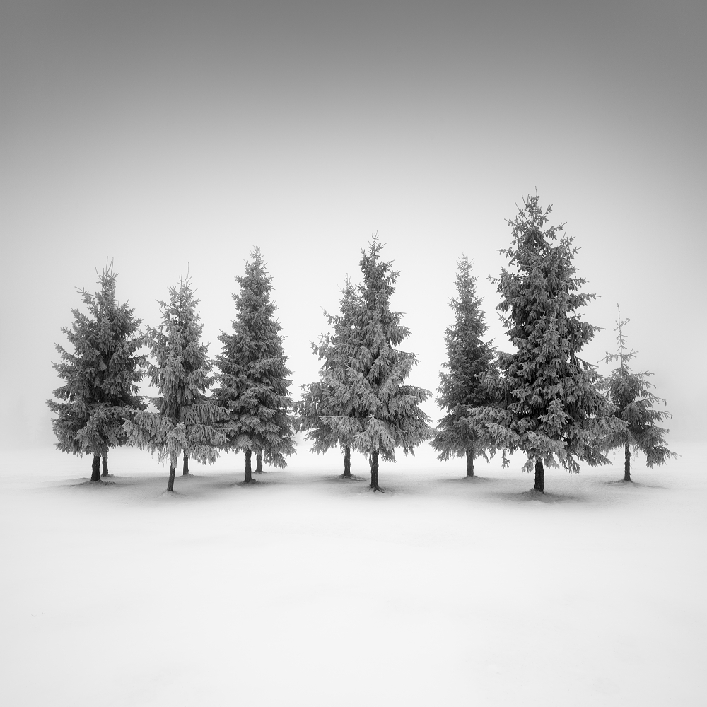 Spruce grove.... from Daniel Rericha
