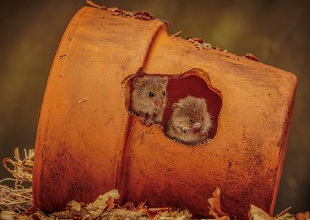 Harvest Mice in plant pot