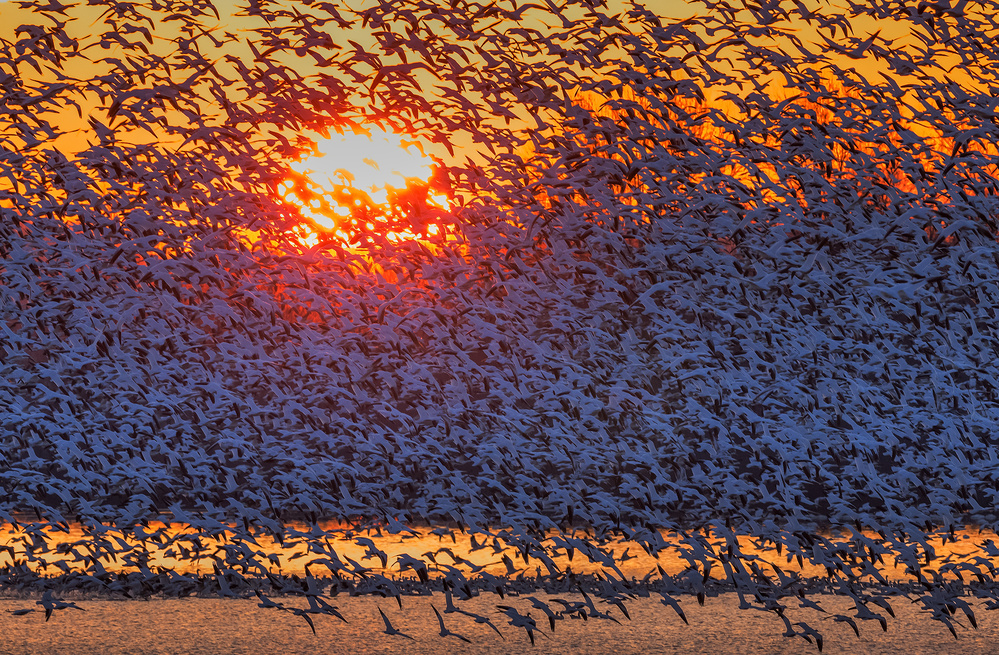 Snow Geese Flying in Sunrise from David Hua