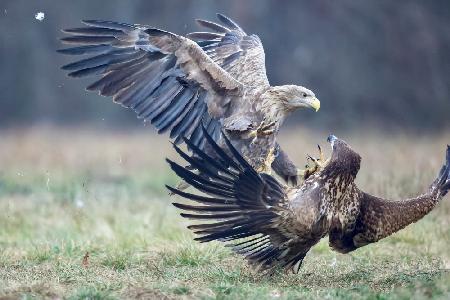 Eagle fights