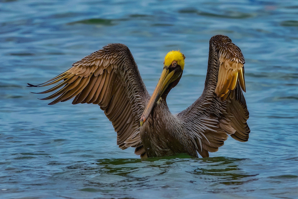 Brown pelican from David Manusevich