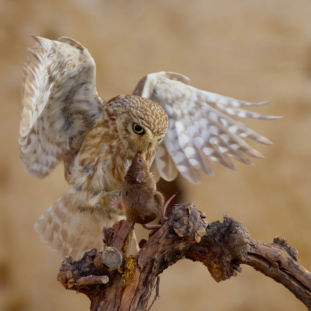 Little Owl from David Manusevich