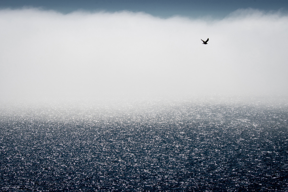Gulls dont care for the fog from Davor Goll
