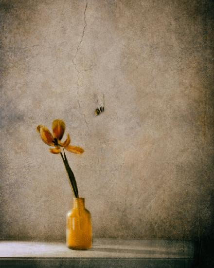 The Flower and The Bee