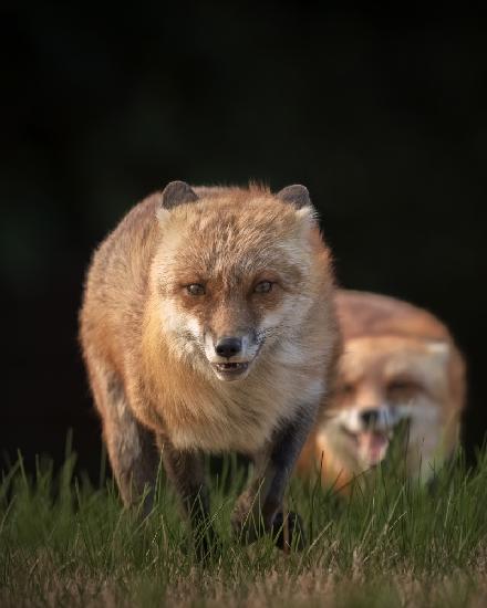 The Fox Couple